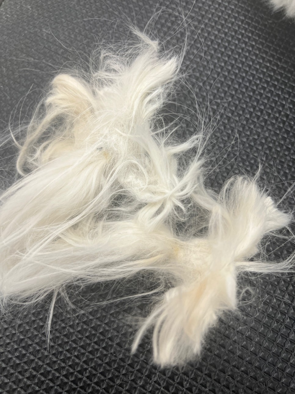 서초 강아지 미용 비용 및 후기: 스타몽 1cm 컷 — 사진 3