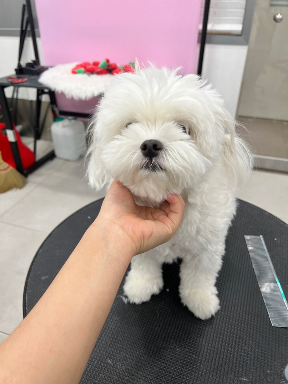 서초 강아지 미용 비용 및 후기: 스타몽 1cm 컷 — 사진 4