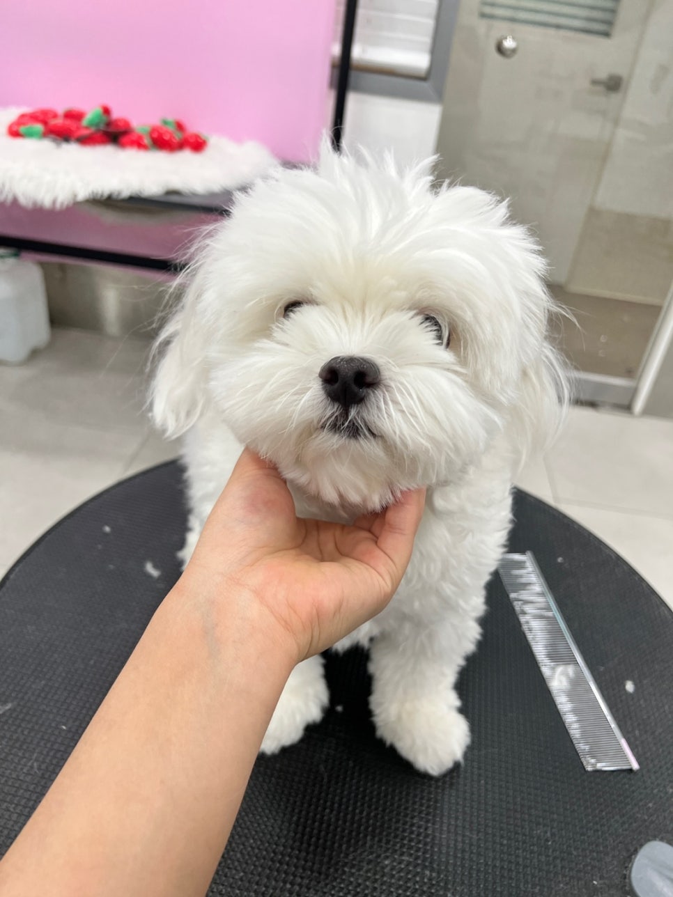 서초 강아지 미용 비용 및 후기: 스타몽 1cm 컷 — 사진 2