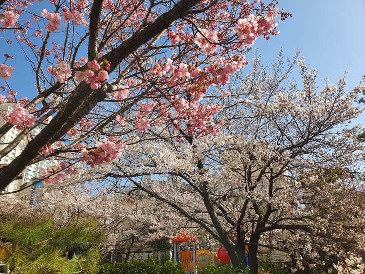 호연장 이미지