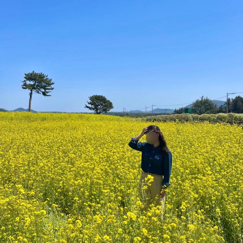 제주따이 이미지
