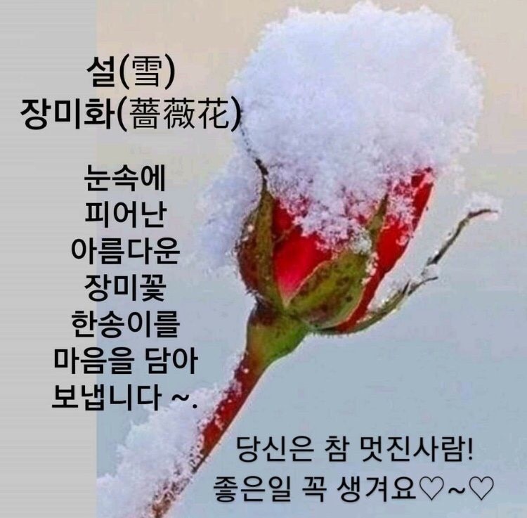 아리가또 스시벤또 이미지