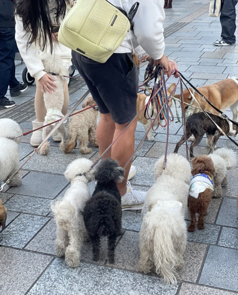 타코모리 이미지