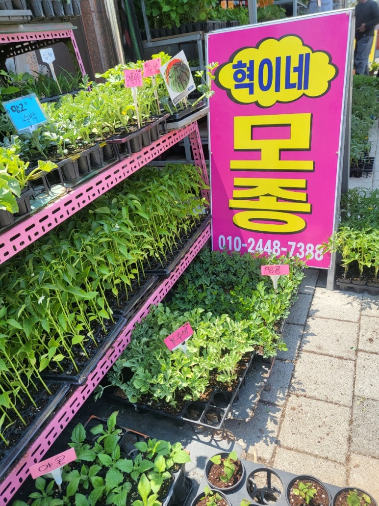 혁이네모종 이미지