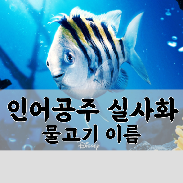 플라운더(Flounder) 이미지