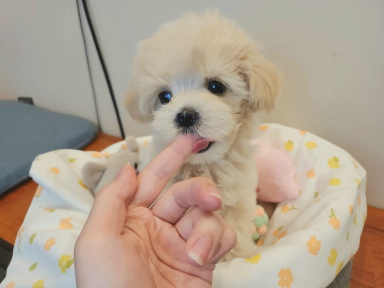 푸른들동물병원 이미지