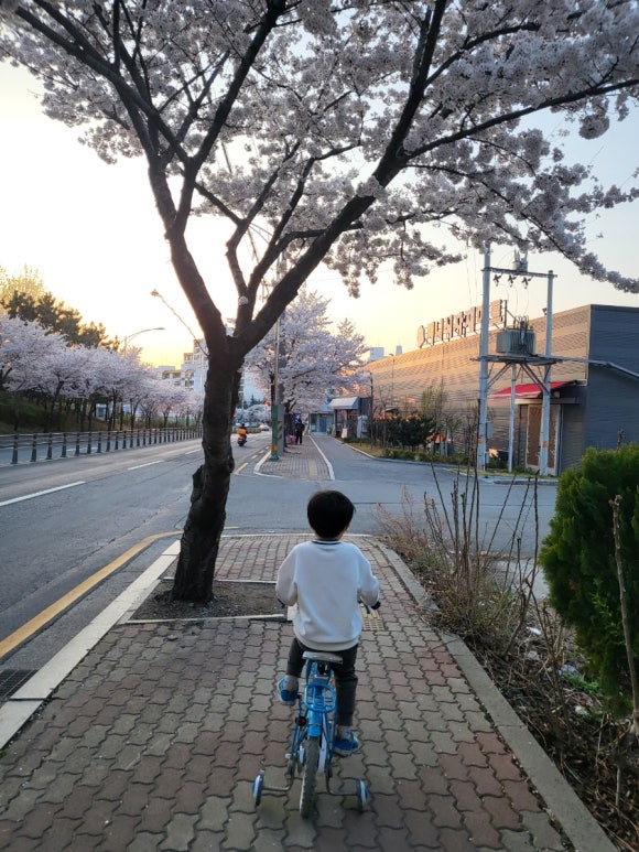개나리식자재마트 이미지