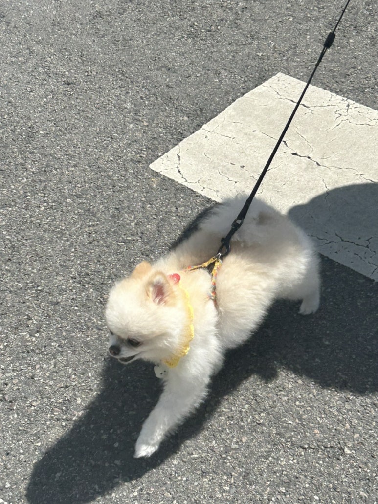 바운스독카페 이미지