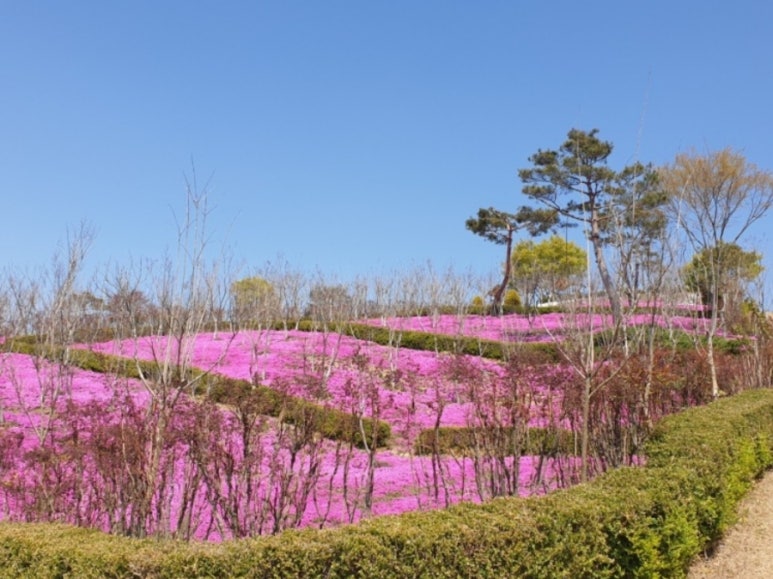 동산잔디 이미지