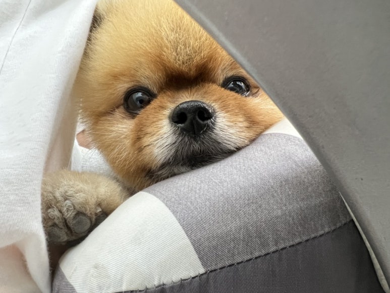 자매분식 이미지