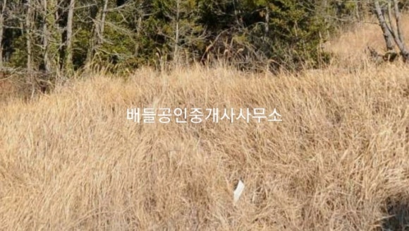 차우리다 이미지