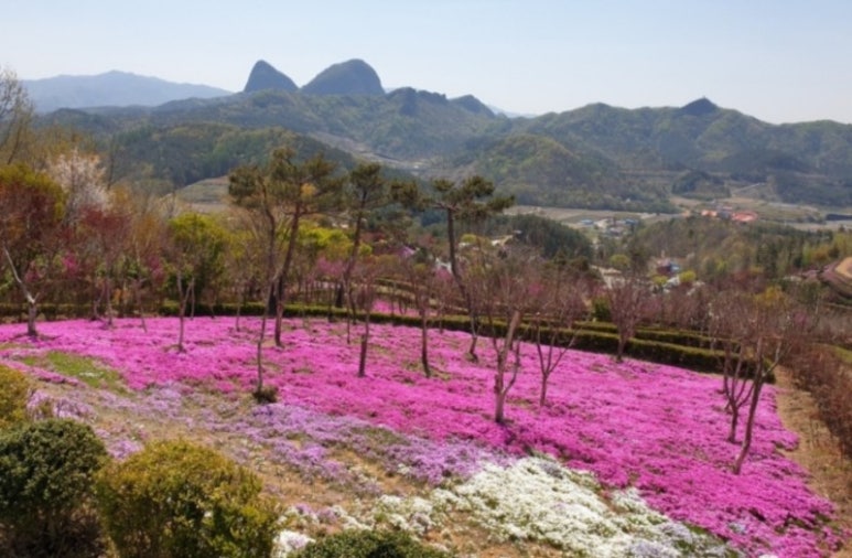 동산잔디 이미지