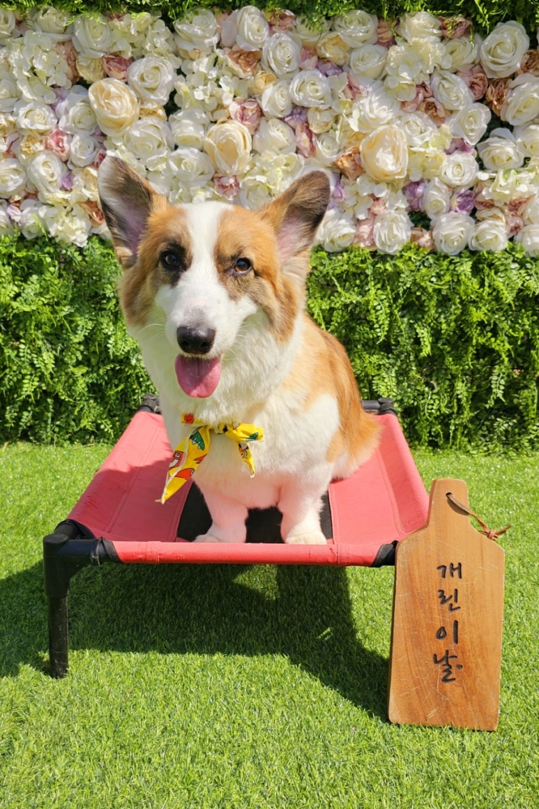 모란카페 이미지