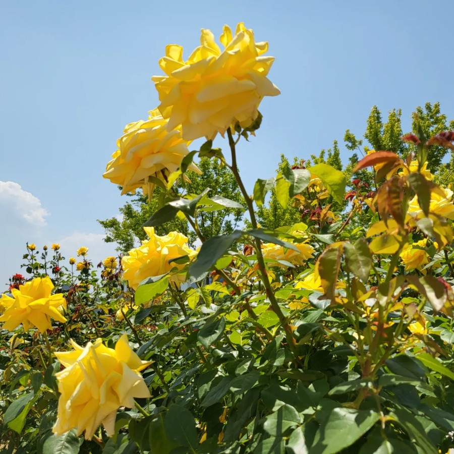 신서중앙공원 이미지