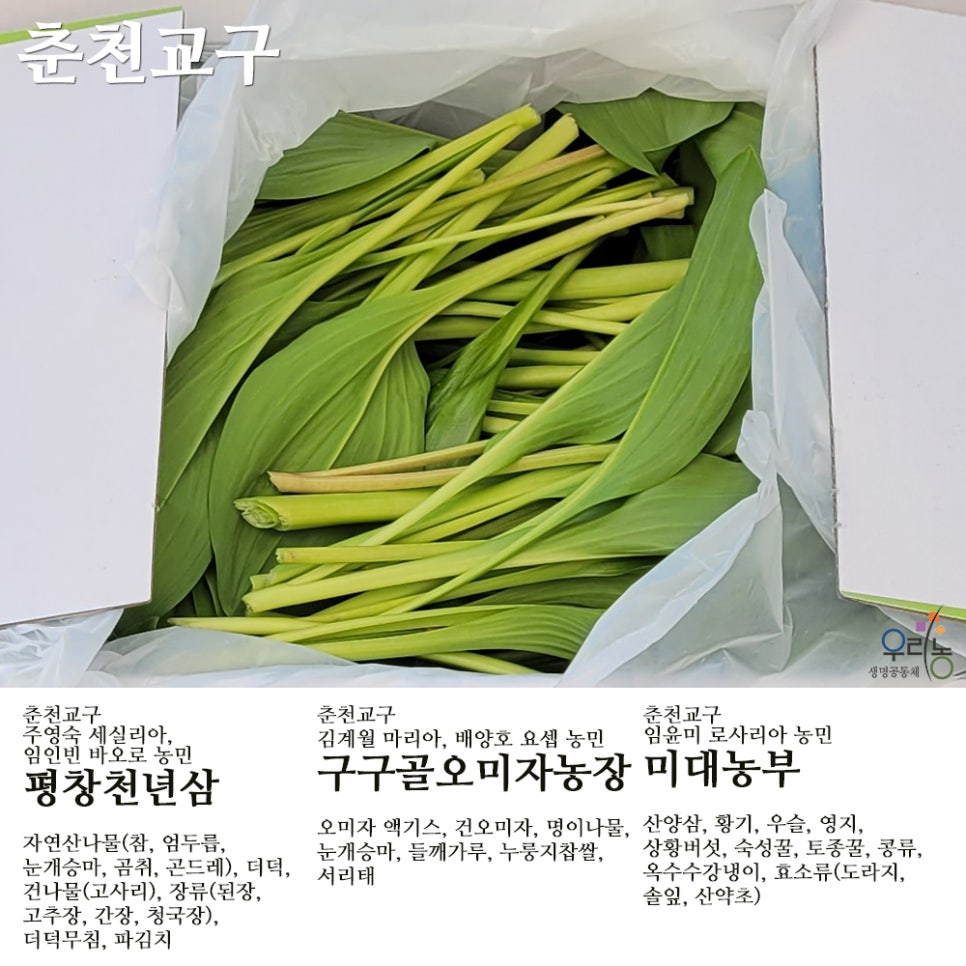 평창천년삼 이미지