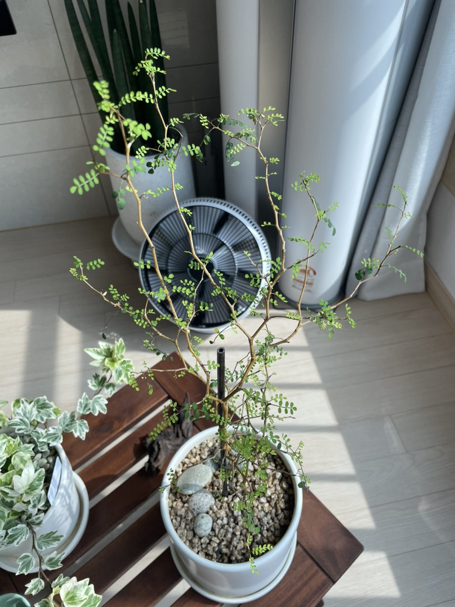 식물가게;릴트 이미지