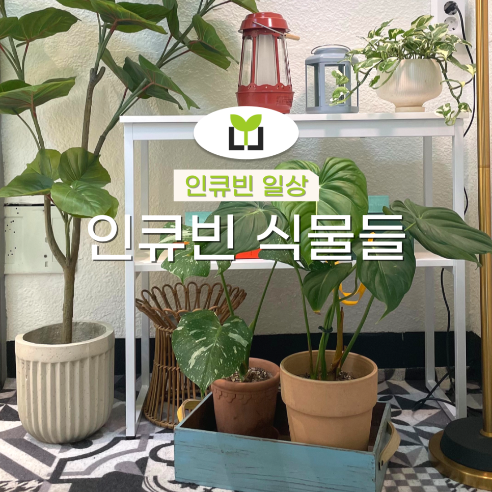 인큐빈 이미지