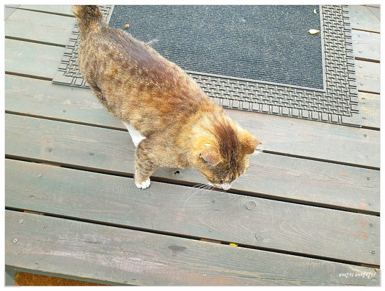 카페별산대 이미지