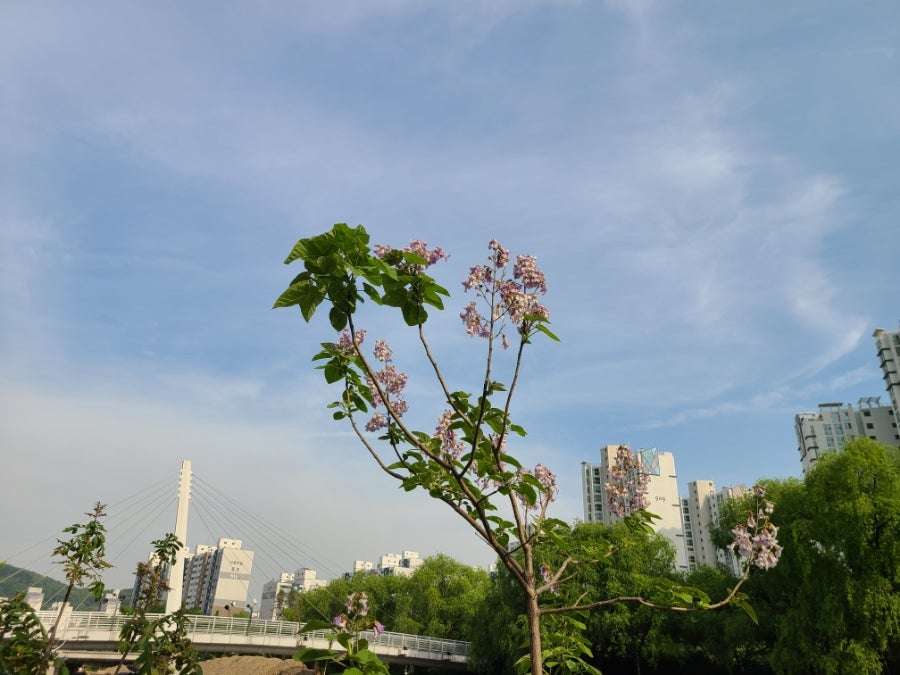 오동화랑 이미지