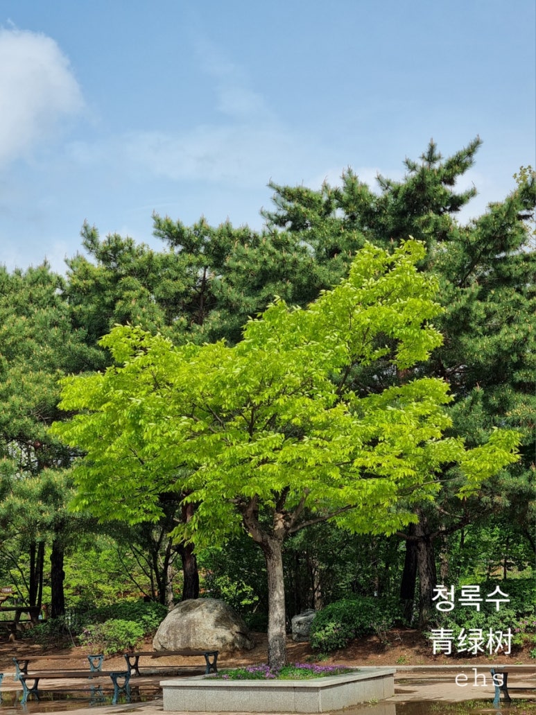 청록수 이미지