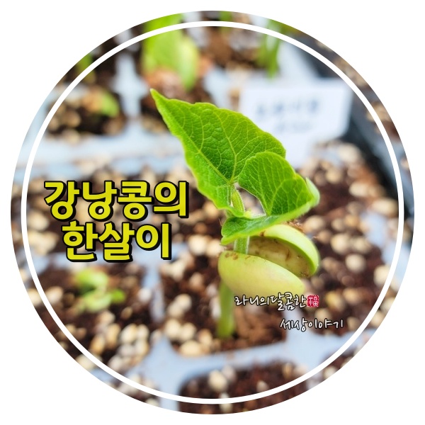 투리코 이미지