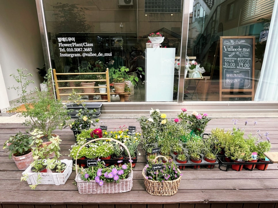 발레드무이 이미지