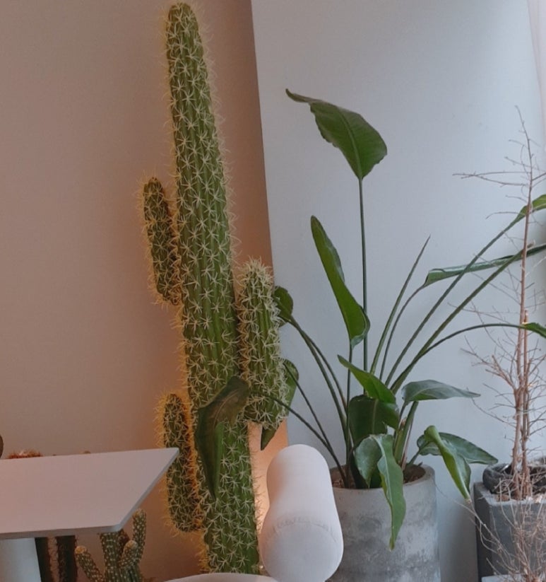 디저트39둔산 이미지
