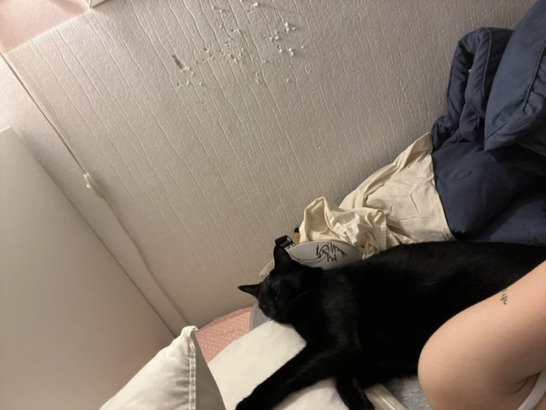 헤어몽 이미지