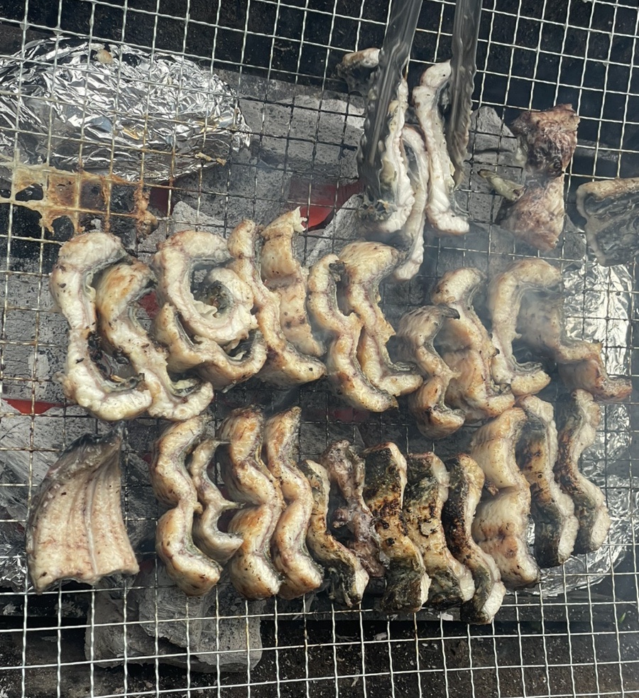 세미장어 이미지