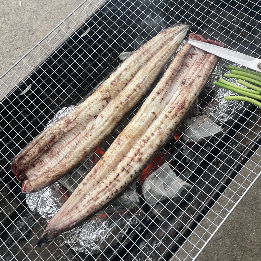 세미장어 이미지