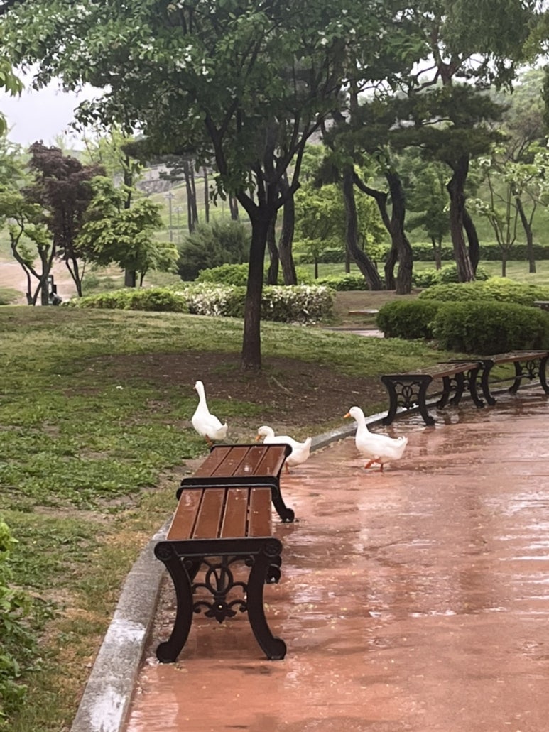 행궁닭강정 이미지