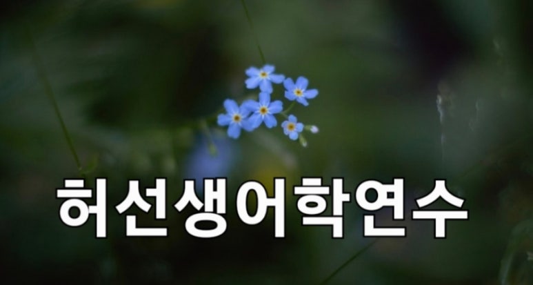 허선생어학연수 이미지