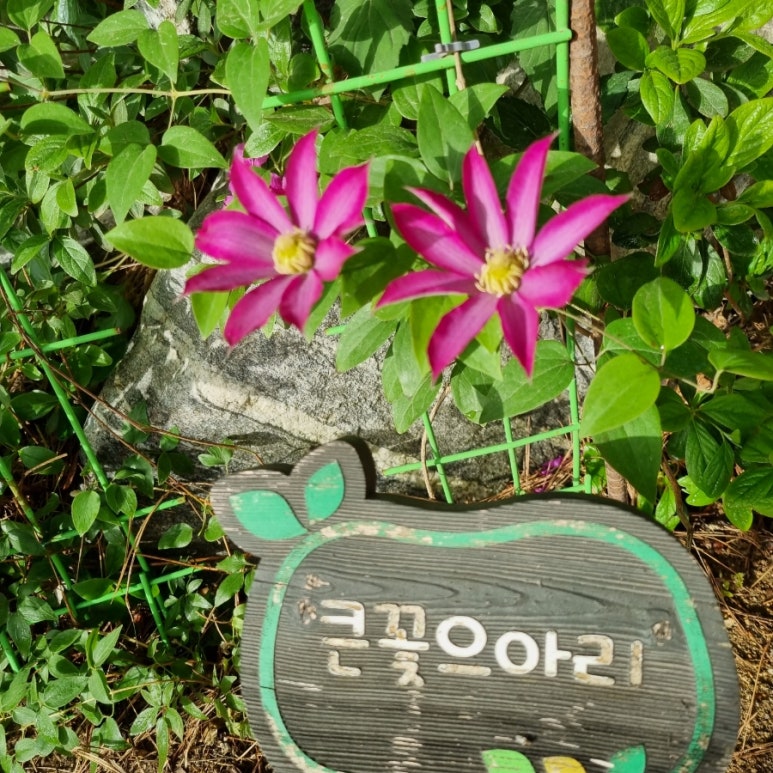 도혜원 민박 이미지