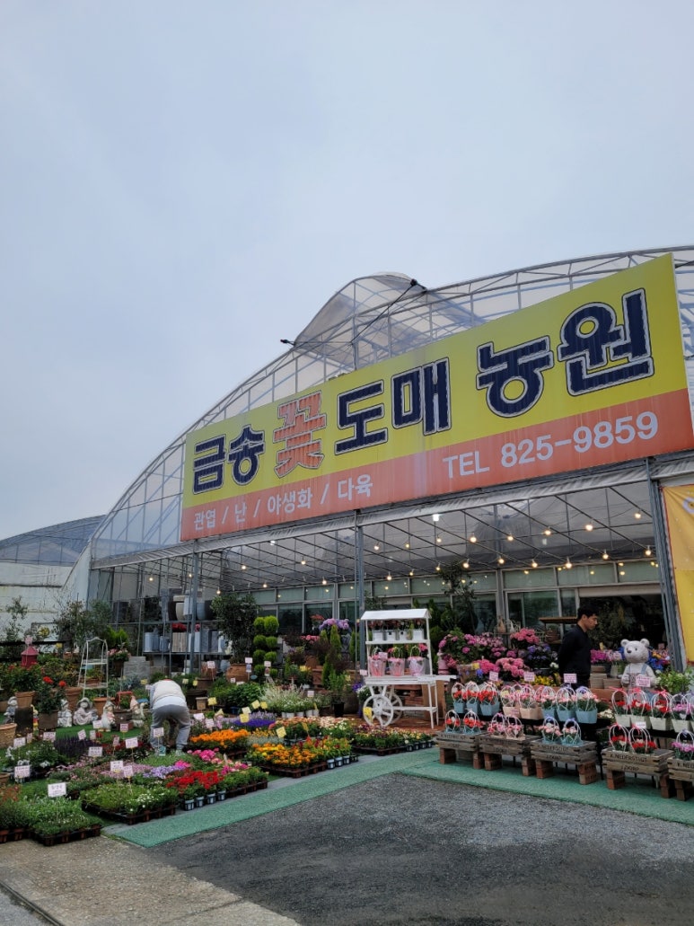 예쁜금송꽃 이미지