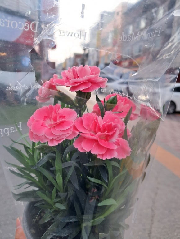꽃다와 이미지