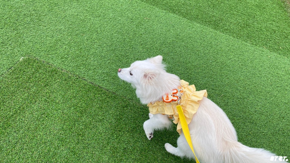 카페리브어스 이미지