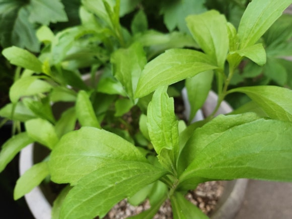 청파농원 이미지
