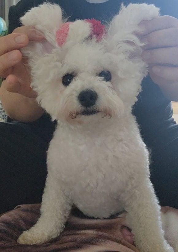 털보폰 이미지