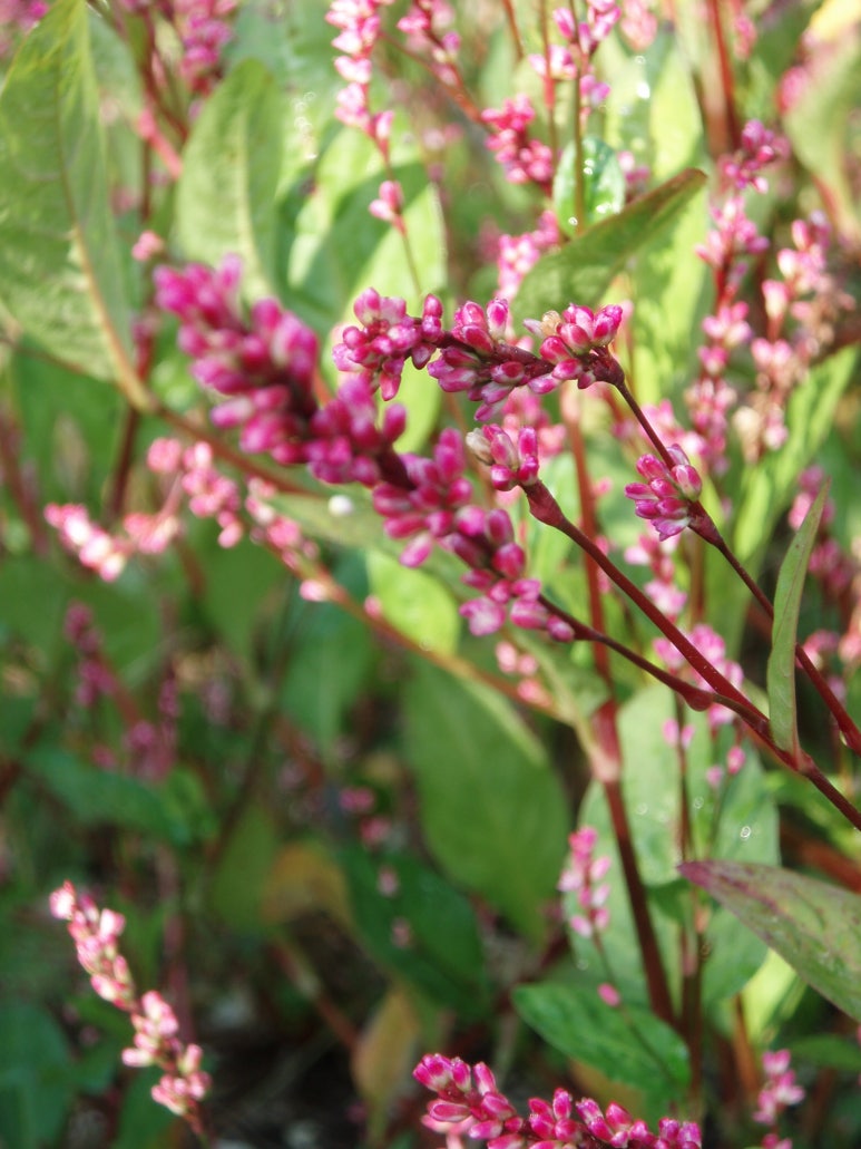 쪽빛나라 이미지