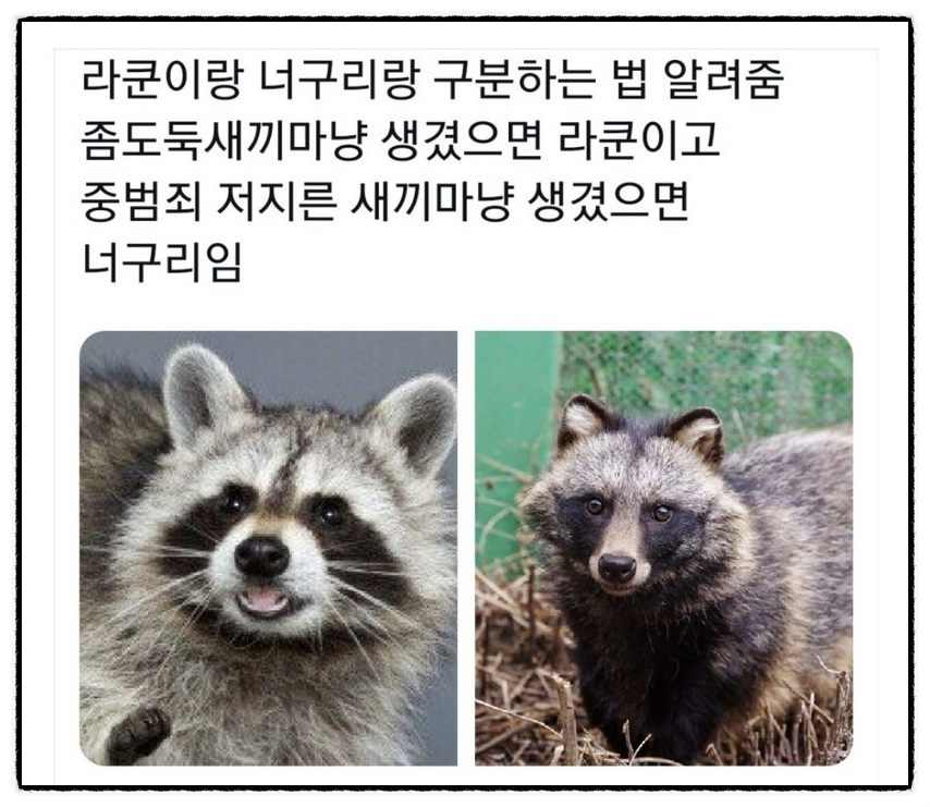 라쿤(Racoon) 이미지