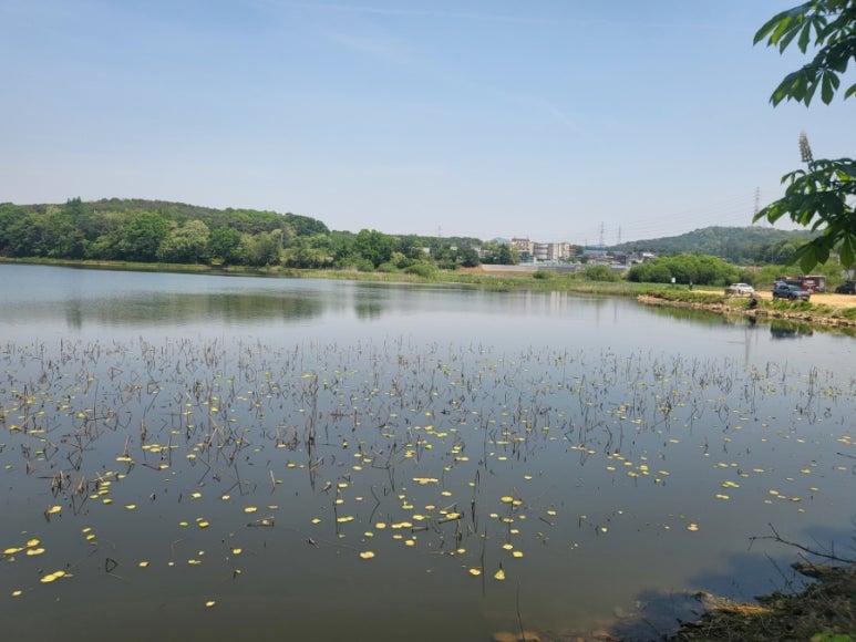 호수돈까스 이미지