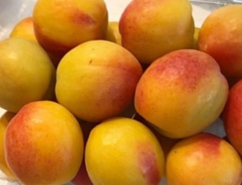 애프리코트(APRICOT) 이미지