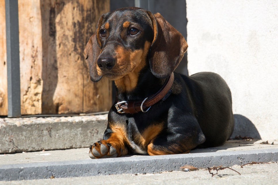 닥스훈트(DACHS HUND) 이미지