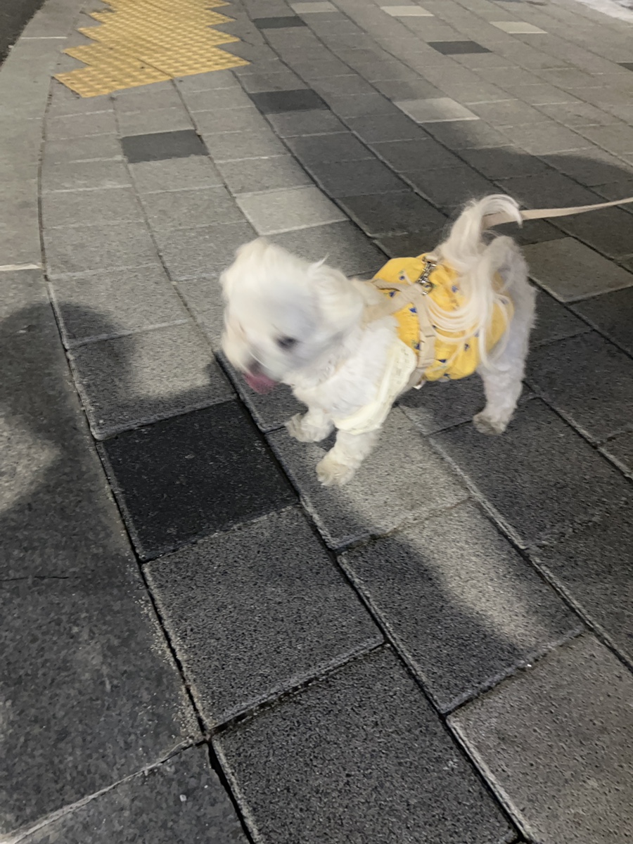 오뎅요코센 이미지