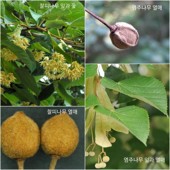 동글나무 이미지