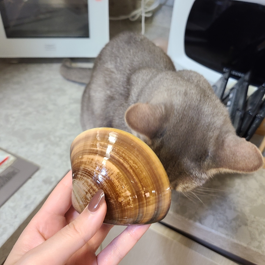 부안생합집 이미지