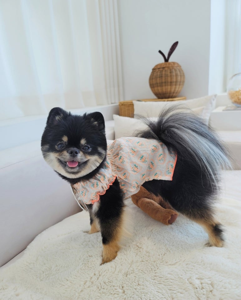 상띠에 이미지
