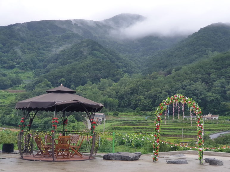 지리산황금나무 이미지
