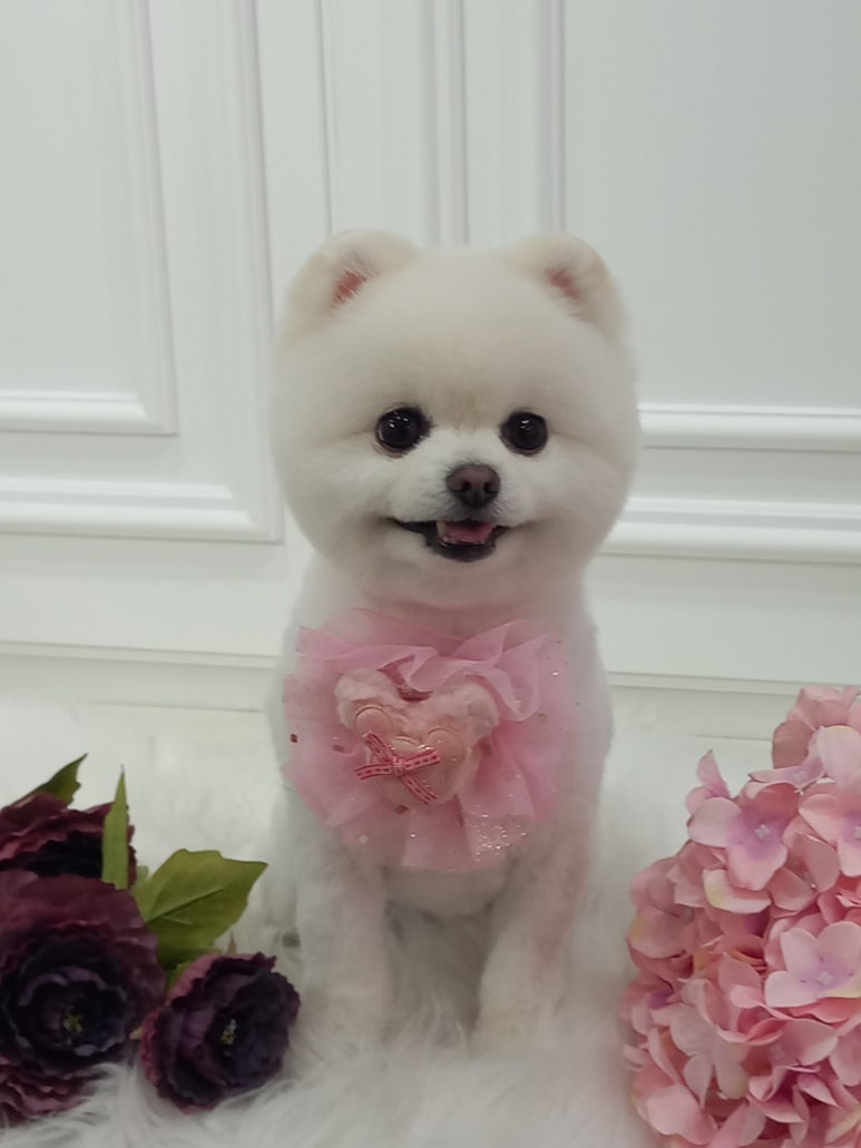 코코 반려견미용실 이미지