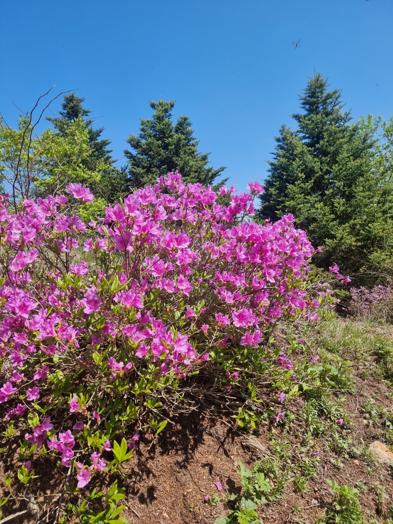 산철죽 군락지 이미지